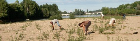 Action bénévole - Chantiers îlots à sternes de la Loire tourangelle