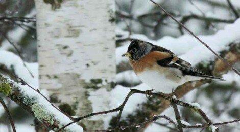 30 et 31 janvier : on compte les oiseaux des jardins !