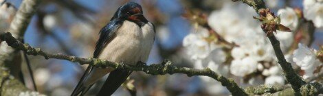 30 et 31 mai : comptage des oiseaux des jardins