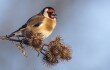 Bilan inquiétant de 30 années de comptages des oiseaux en France