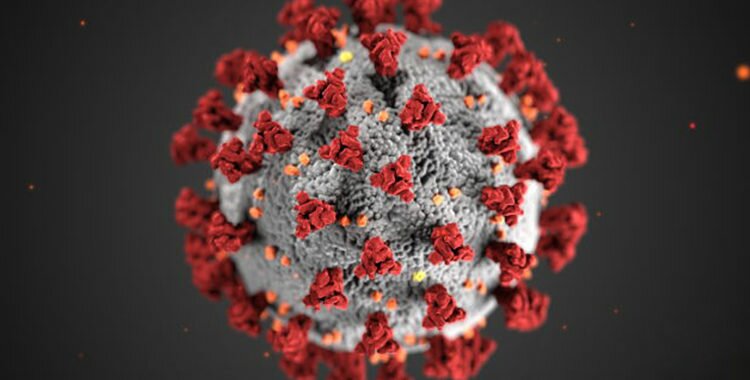 Coronavirus : La LPO Touraine suspend l'agenda de ses activités